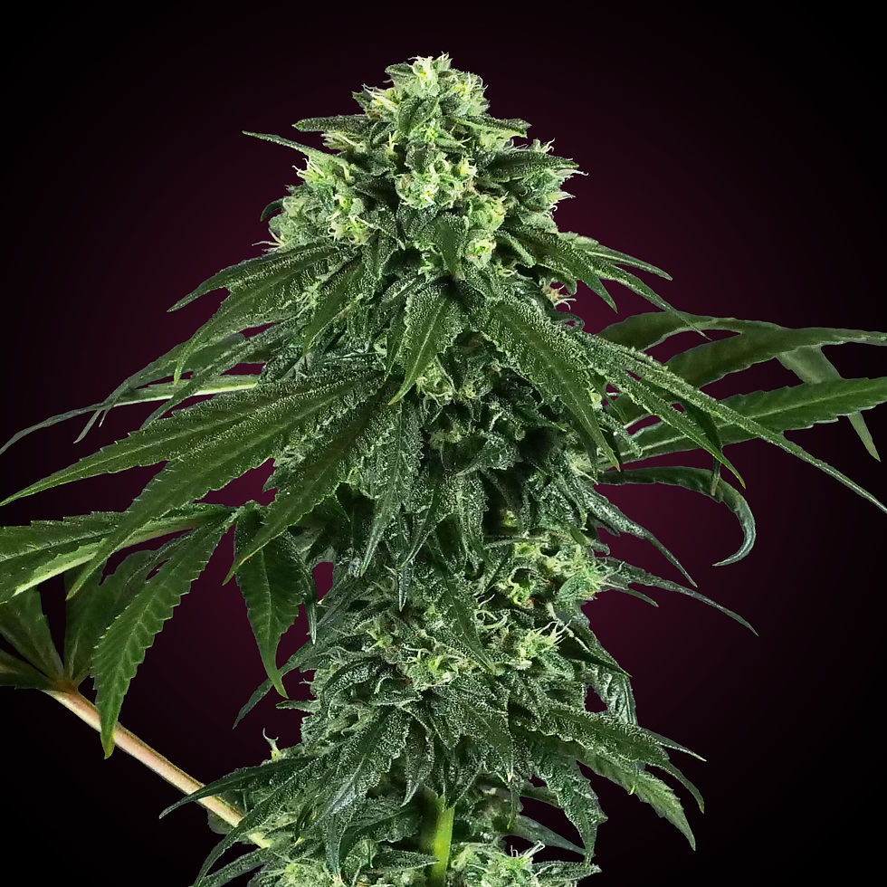 420 Punch | feminisiert | Sensi Seeds Blüte oben