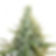 AMG Amnesia | feminisiert | Royal Queen Blüte