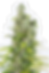 Dinafem | Amnesia CBD | Auto Blüte