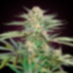 Screwdriver OG | feminisiert | Sensi Seeds Blüte