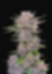 Fast Buds | Banana Purple Punch | Auto | Blüte