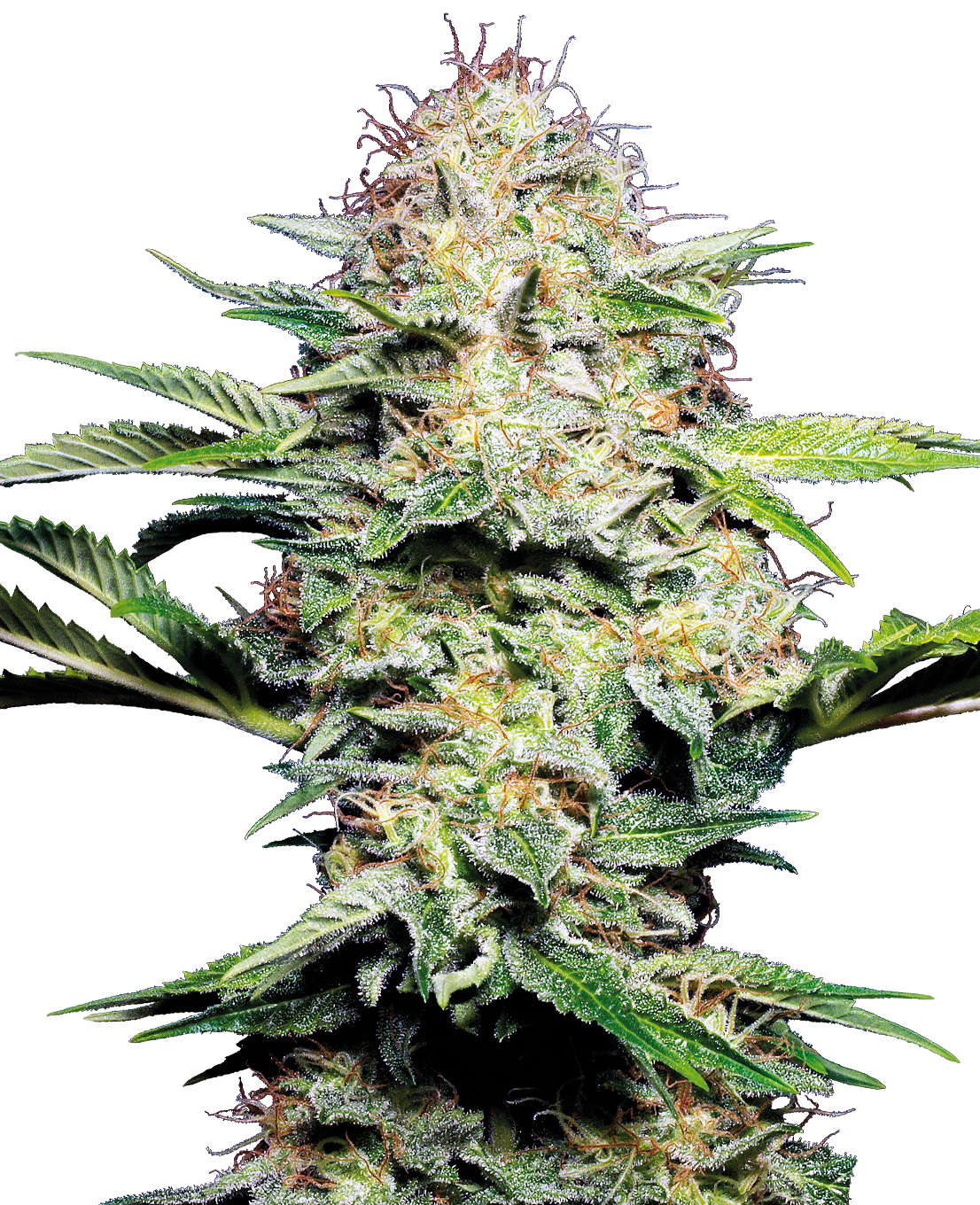 Sensi Skunk | Auto Blüte