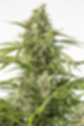 Dinafem | Cheese CBD | Auto Blüte