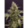 Chem Bomb | Auto | Humboldt Seeds Blüte