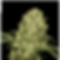 AK-47 | Auto | Serious Seeds Blüte