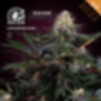 Lockdown Kush | feminisiert | Sensi Seeds Blüte