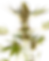Alpine Delight CBD | Auto | Sensi Seeds Blüte