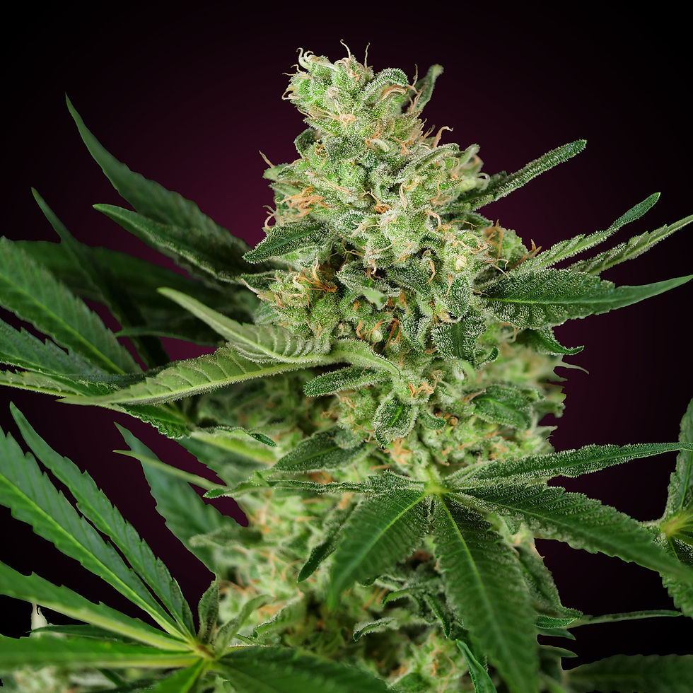 Pumpkin Spice | feminisiert | Sensi Seeds Blüte oben