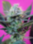 Speed | Auto | Sweet Seeds Blüte