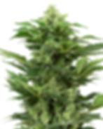 Afghan Pearl CBD | Auto | Sensi Seeds Blüte