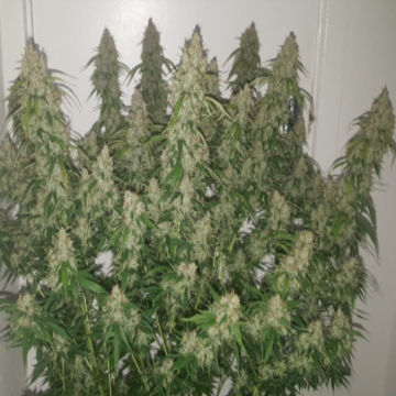 Auto Creeper | Auto | Super Sativa Seed Club Blüten oben 