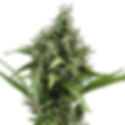 Royal Queen Seeds | Amnesia Haze | Auto | Blüte