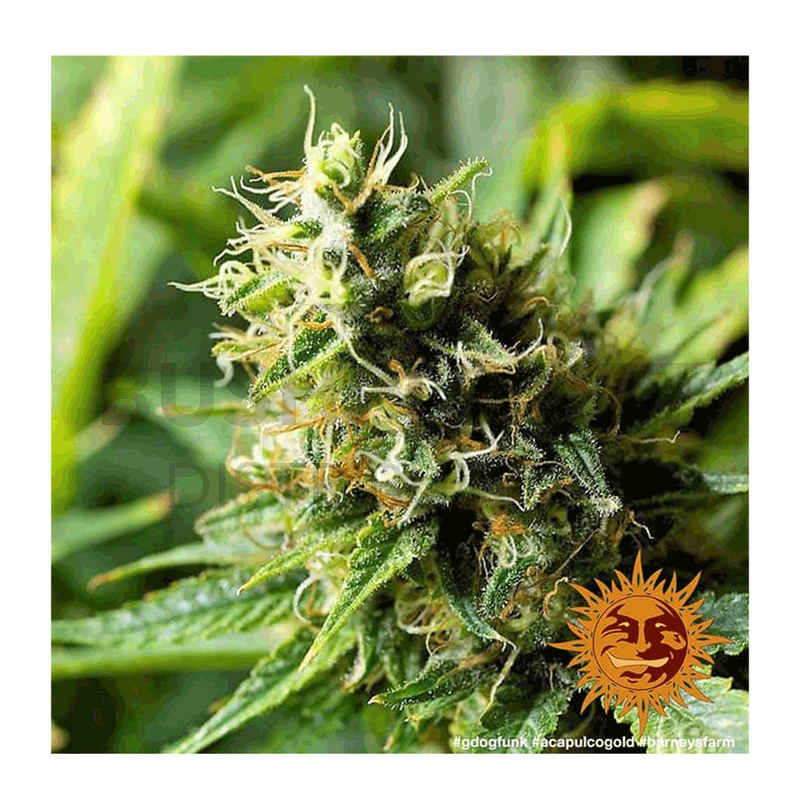 Miniaturbild: Barney's Farm | Acapulco Gold | feminisiert Blüte nah