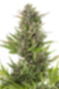 Dinafem Critical+ CBD | Auto | Blüte