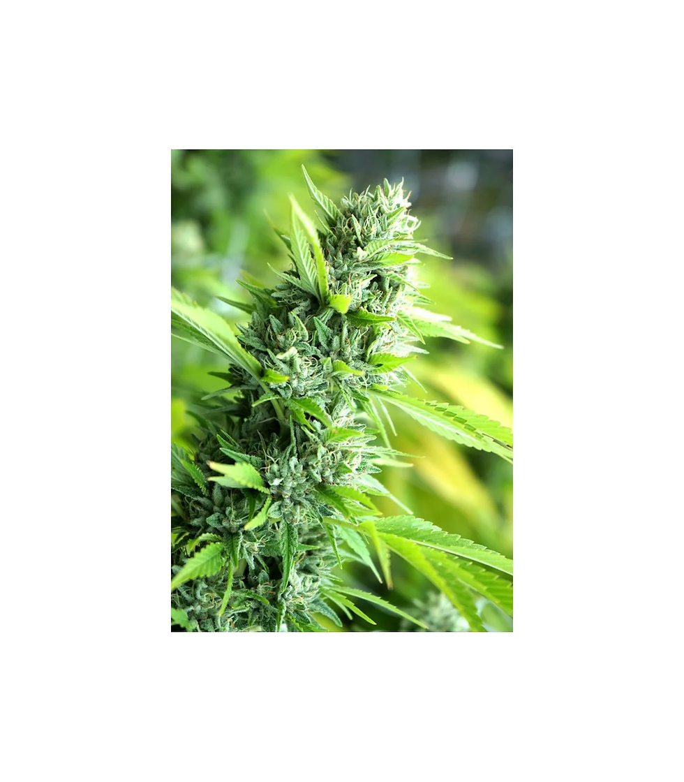Banana Sapphire | Fem | Humboldt Seeds Blüte oben