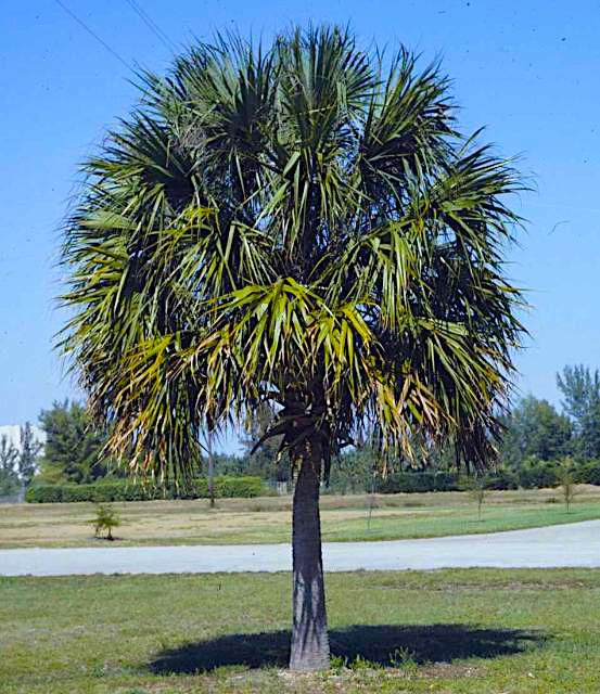 Cabbage Palm Tree