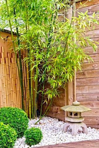 Bamboo