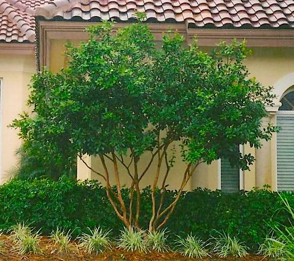 Cattleya Guava Tree