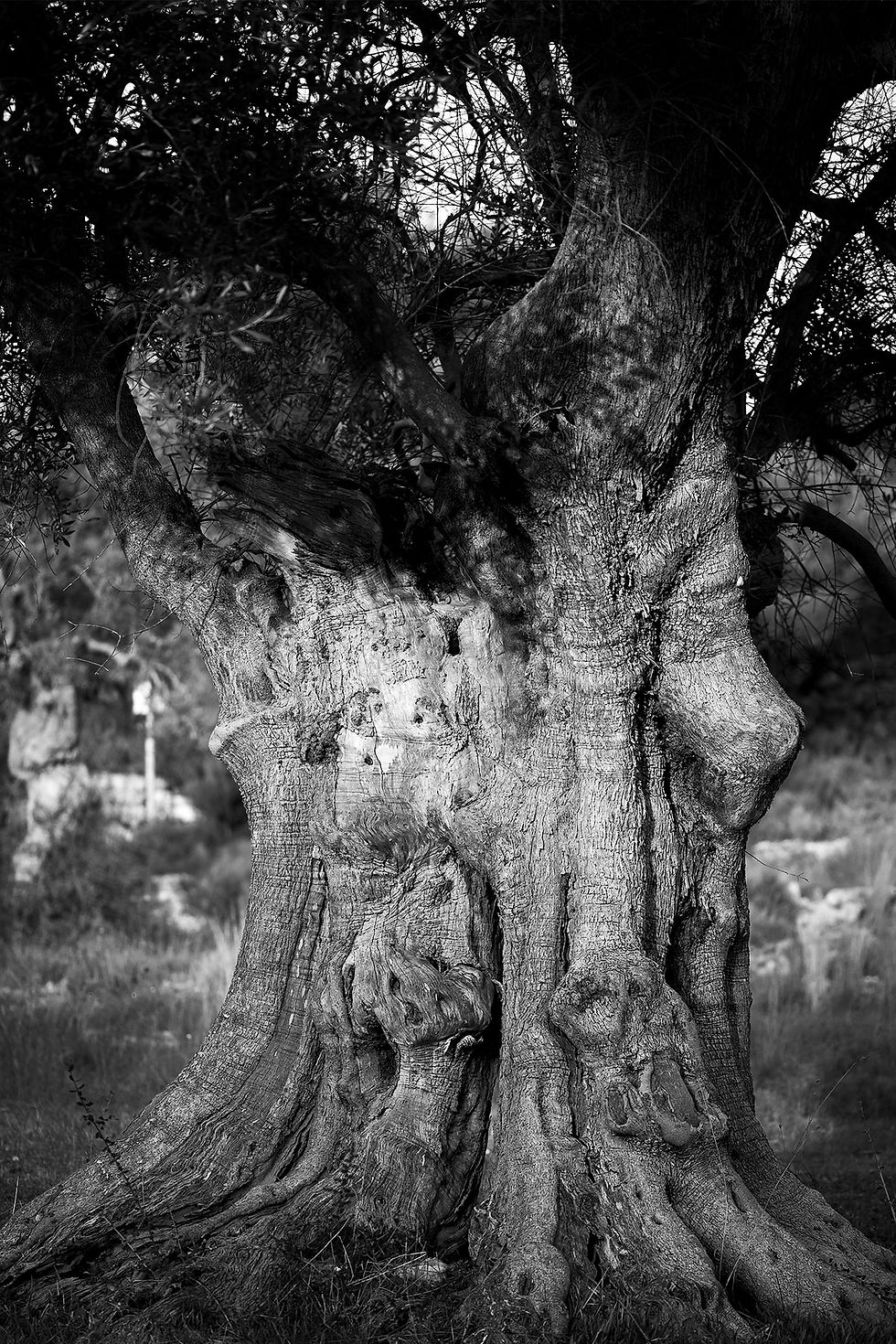 Millenium Olive Tree #2- Salento