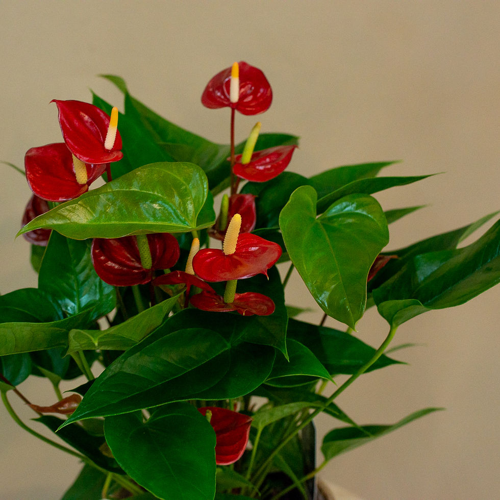 Miniatura: Anthurium