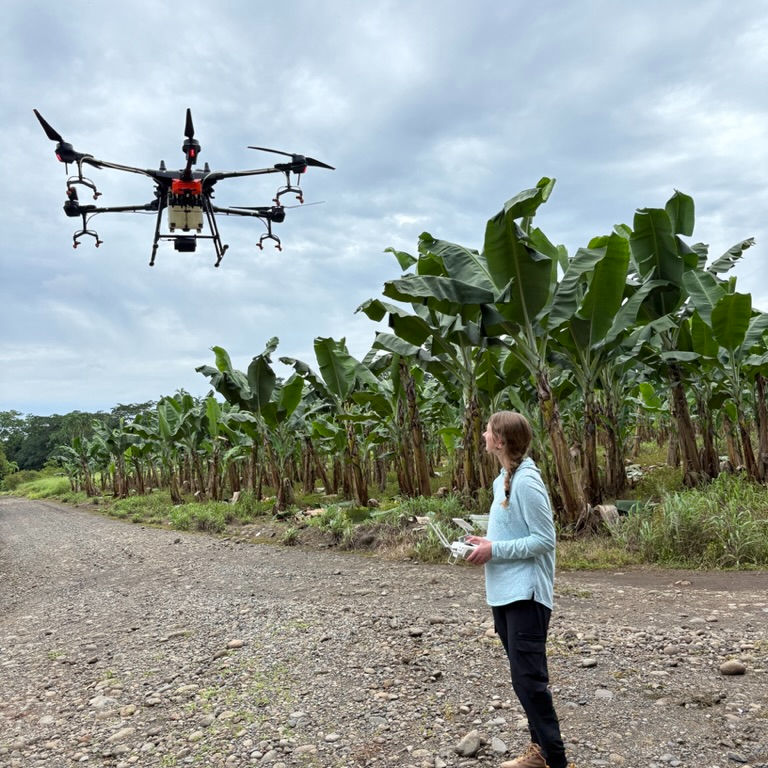 Flying a drone! We were applying a fungicide on a plantain area.