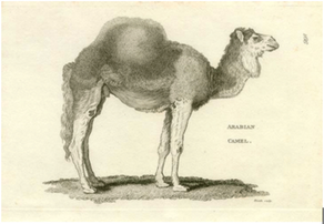 A Sailor and His Camel Ride