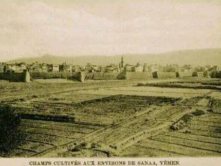 Fields around Sanaa