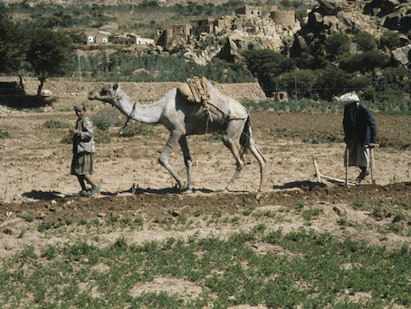 New Article on Yemen Update Online