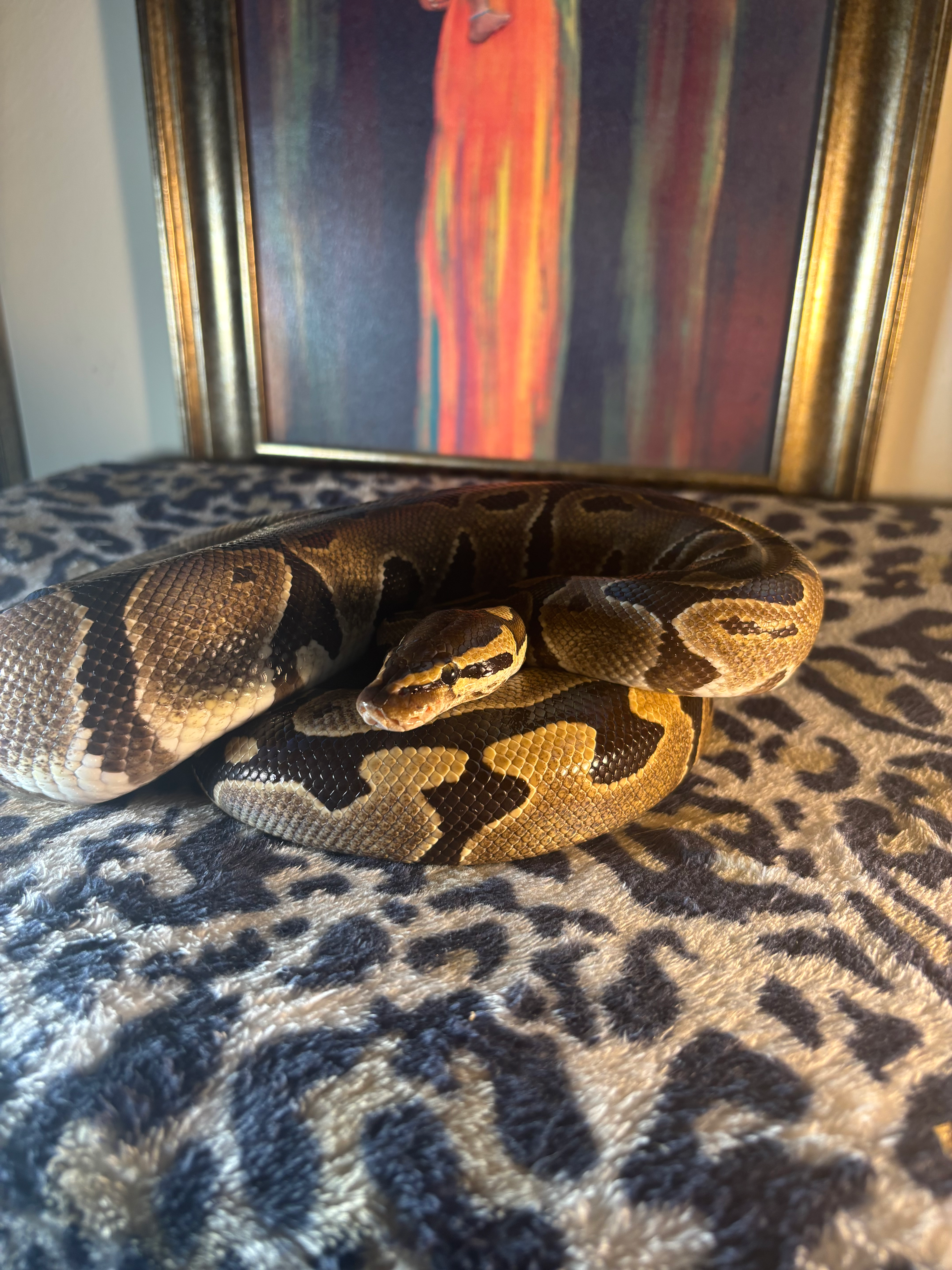 (Female) Wild DH Hypo Clown