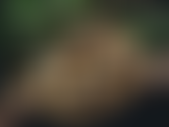 Top Ball Python Care Tips for Reptile Enthusiasts