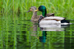 Male and Female Mallards