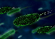 bacteria-gc561de78f_640.jpg