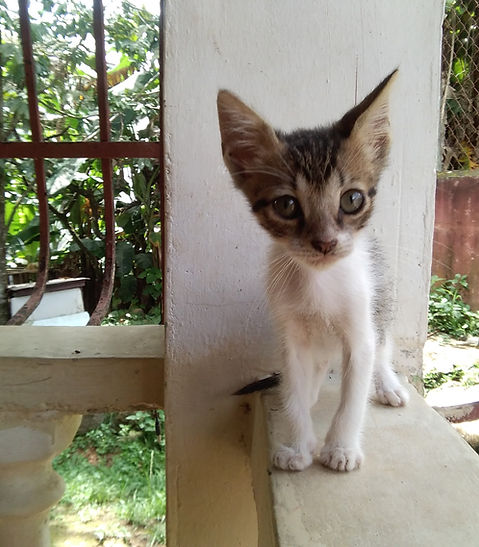 Gato