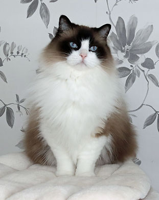 210217_elvis1.JPG
