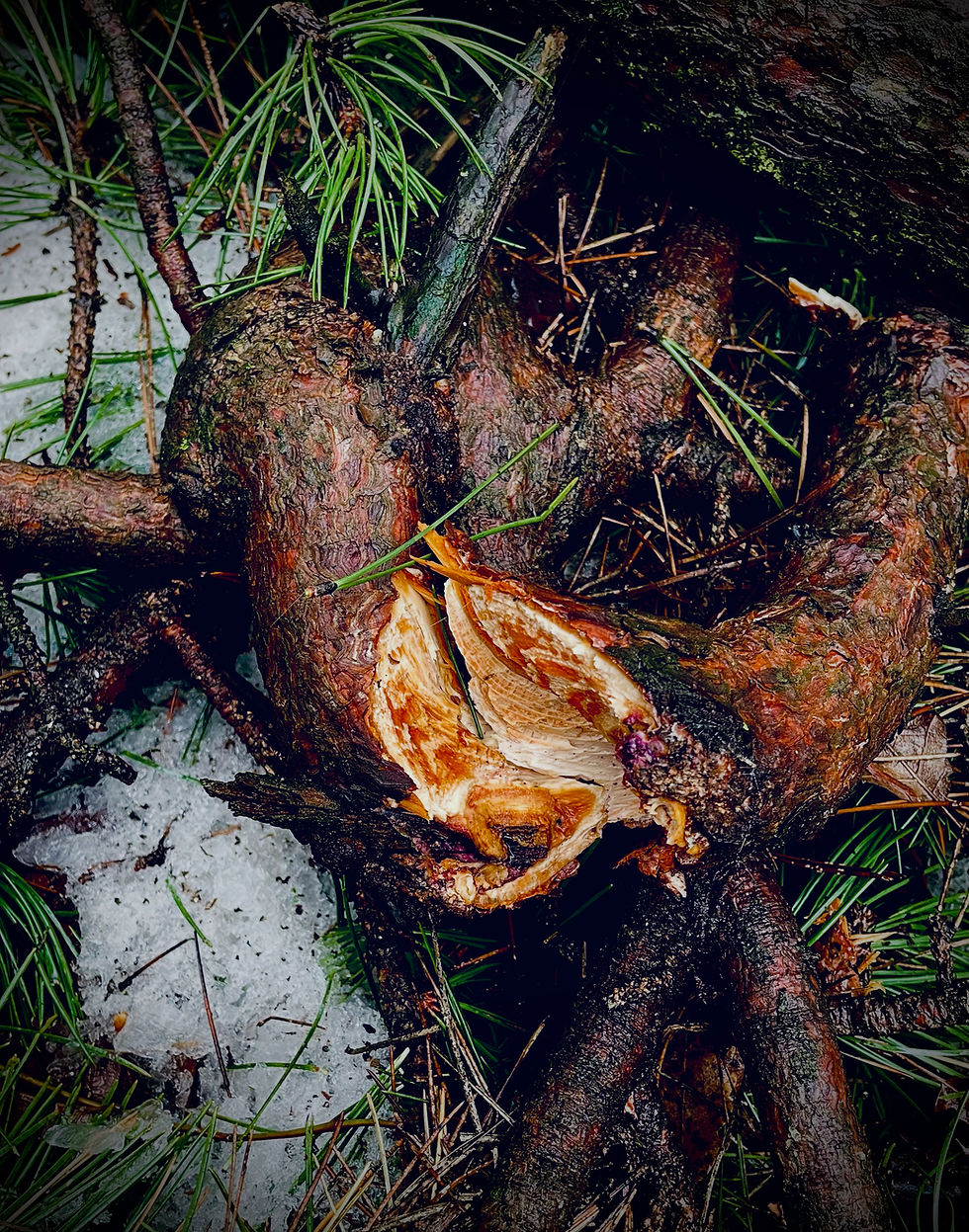 a tender thought for a friend ✨