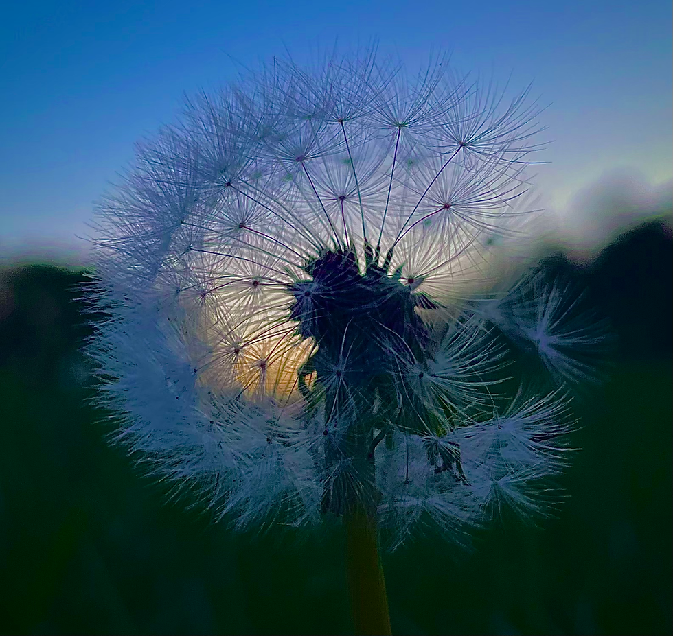 little thoughts to ponder on: the dandy flower