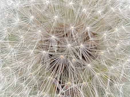 little thoughts to ponder on: dandinarcophilia 💫