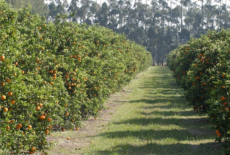 Naranjas_edited.jpg