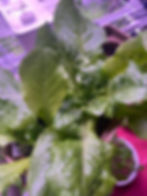 lettuce Plant growing indoors with hydroponics