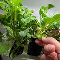 Hand replacing a Seedling Bundle in the Plant3r Pantry Indoor Food Growing System