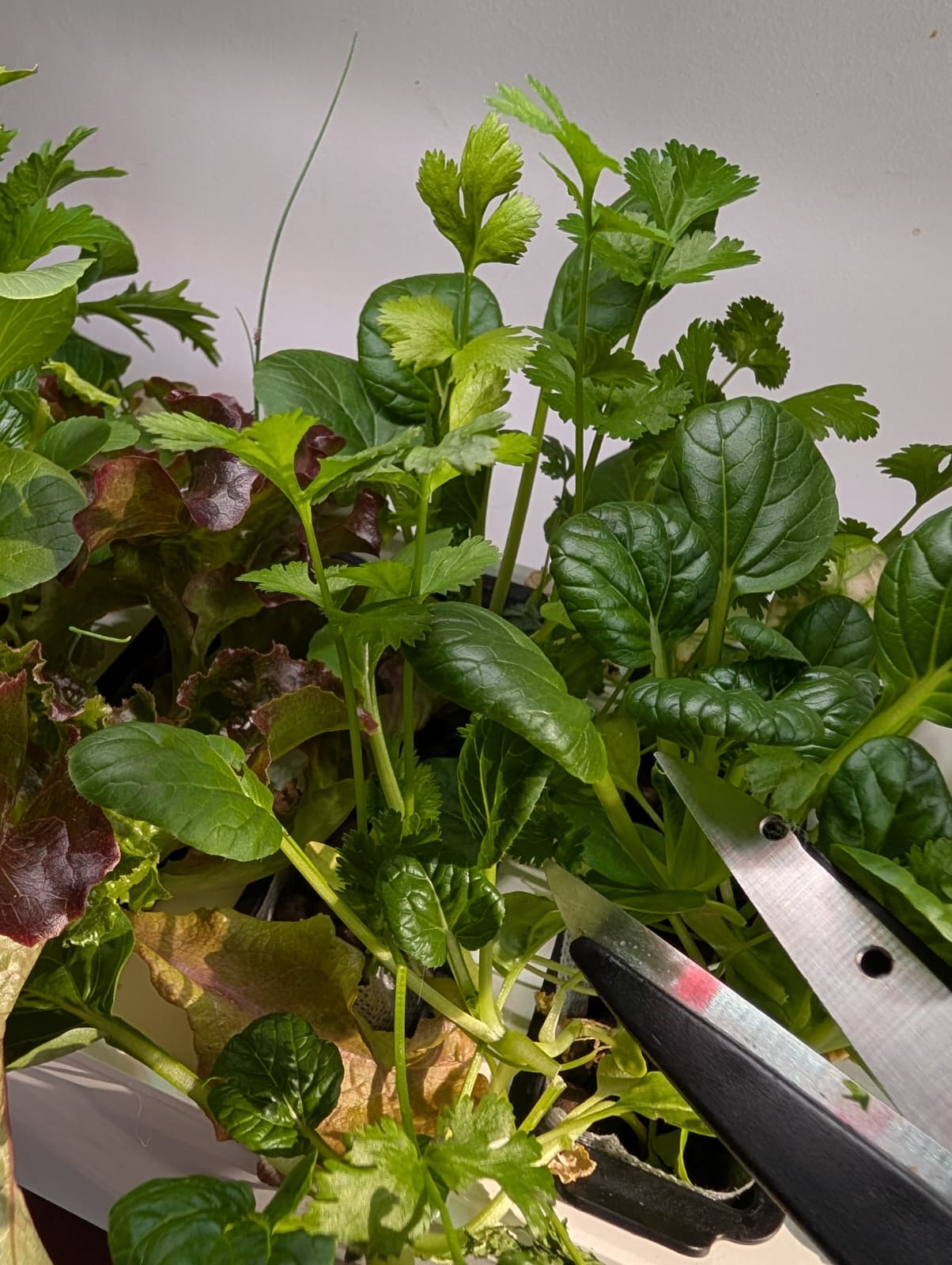 Kale Growing Pic.png