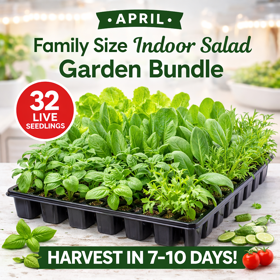 32 seedling salad bundle April 2026 for indoor food growing