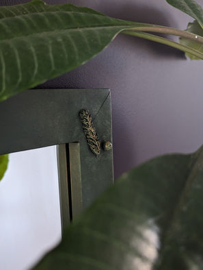 PXL_20231125_113214930.PORTRAIT.ORIGINAL