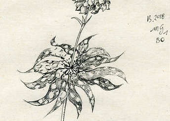 Détail MG 1 BO Encre (18X24cm) 2018