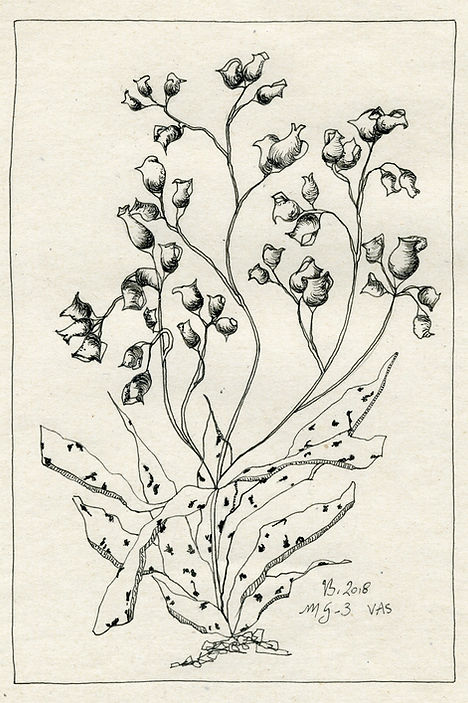 Plantes imaginaires Musée