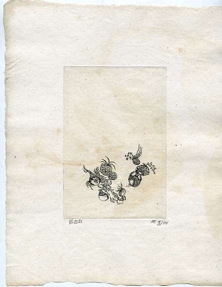 Iles Plantes Imaginaires