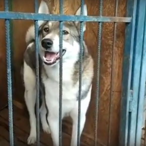 Лайка  потеряшка в приюте