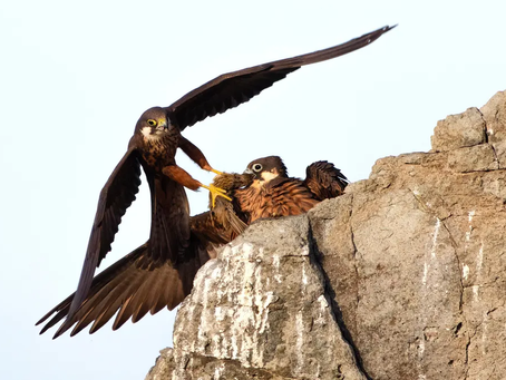 Eleonora'nın Şahini