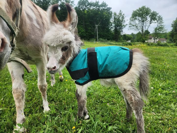 BOSS COW GOES MOO - 2025