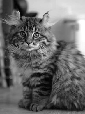 Clyde le Highland Lynx